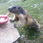 精英高山小屋 - 公寓&住宿加早餐酒店