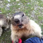 Elite Alpine - & Breakfast 4*