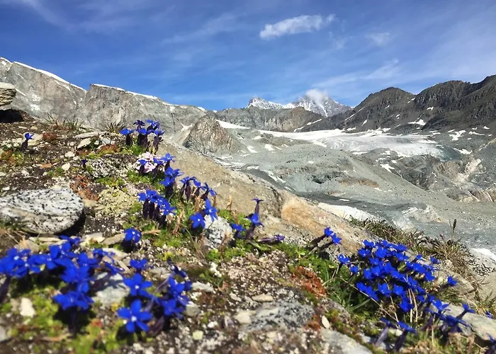 Hotel Elite Alpine - & Breakfast Saas-Fee