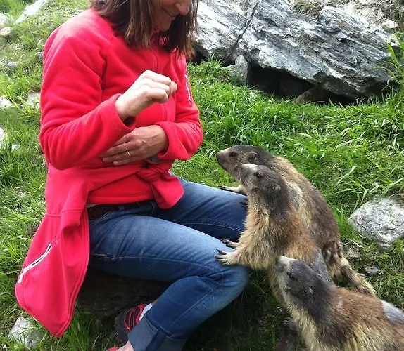 Elite Alpine - & Breakfast 4*